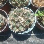 Coryphantha elephantidens Ліст