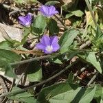 Convolvulus siculus Flower