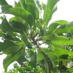 Ceodes grandis 整株植物