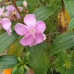 Tibouchina granulosa Blomst