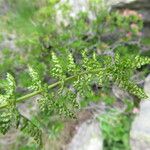 Cystopteris alpina Meyve