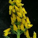 Corydalis meifolia Агульны выгляд