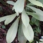 Pouteria sapota Leaf