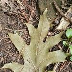 Quercus falcata Leaf