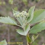 Karpatiosorbus remensis Sonstige