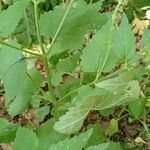 Scutellaria altissima Leaf