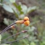 Pittosporum sessilifolium ᱵᱟᱦᱟ