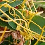 Cuscuta campestris Bark