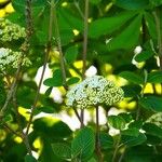 Viburnum lantana Blomst
