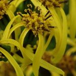 Ligularia amplexicaulis Συνήθη χαρακτηριστικά