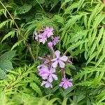 Phlox glaberrima ফুল