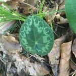 Cyclamen purpurascens Ліст