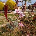 Epilobium dodonaei花