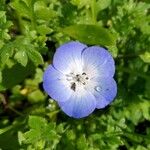 Nemophila menziesii Floro