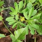 Crotalaria pycnostachya Blad