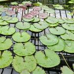 Nymphaea micrantha आदत