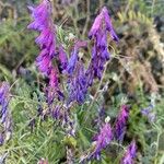 Vicia eriocarpa Blodyn