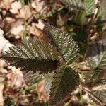 Rubus albiflorus Liść