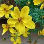Bidens ferulifolia Virág