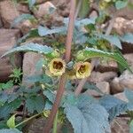 Scrophularia trifoliata Flower