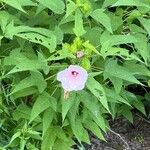 Hibiscus laevis Květ