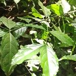 Crossopetalum serrulatum Leaf