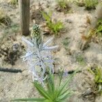 Camassia cusickii Flower