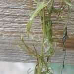 Utricularia gibba 果實