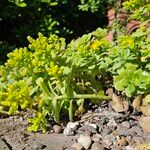Sedum spathulifolium Yeri