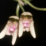 Bulbophyllum umbellatum Fleur