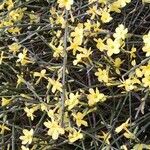 Jasminum nudiflorum Агульны выгляд