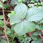 Rubus senticosus Blad