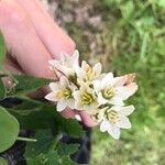 Nothoscordum borbonicum Floare