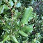 Myrceugenia exsucca Hoja