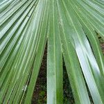 Livistona australis Leaf