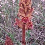 Orobanche variegata 花