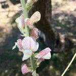 Onobrychis supina Flor