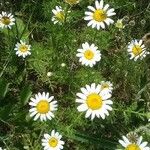 Anthemis cotula Fleur