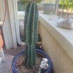 Cereus jamacaru List