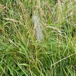 Phleum pratense 整株植物