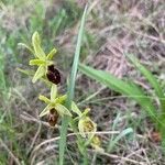 Ophrys virescens Libunga