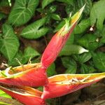 Heliconia wagneriana Anders