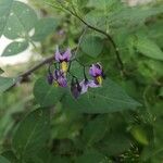 Solanum dulcamaraKukka