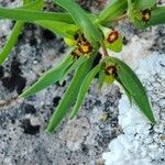 Euphorbia exigua Květ