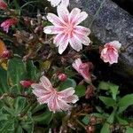 Lewisia longipetala ᱵᱟᱦᱟ