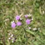 Cyanthillium cinereum Flower