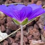 Geranium platypetalum Flower
