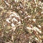 Limonium bellidifolium Fleur