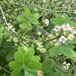 Lepidium graminifoliumFlower