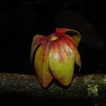 Isolona hexaloba Flower